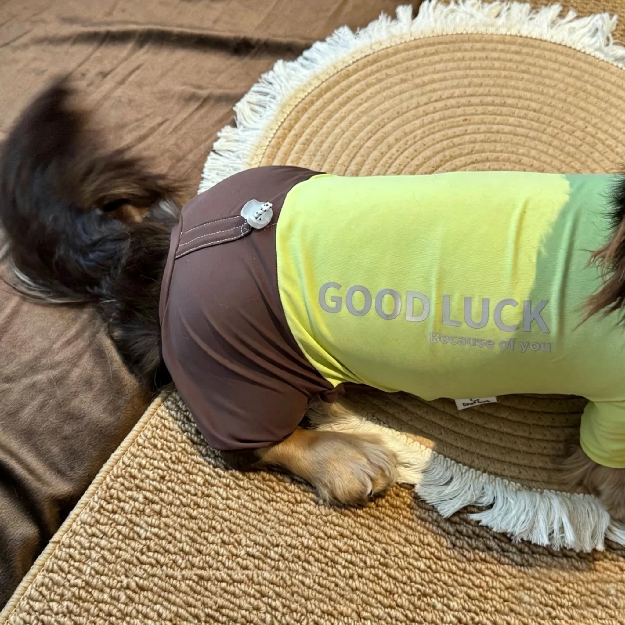 Guía de medición del pecho del perro