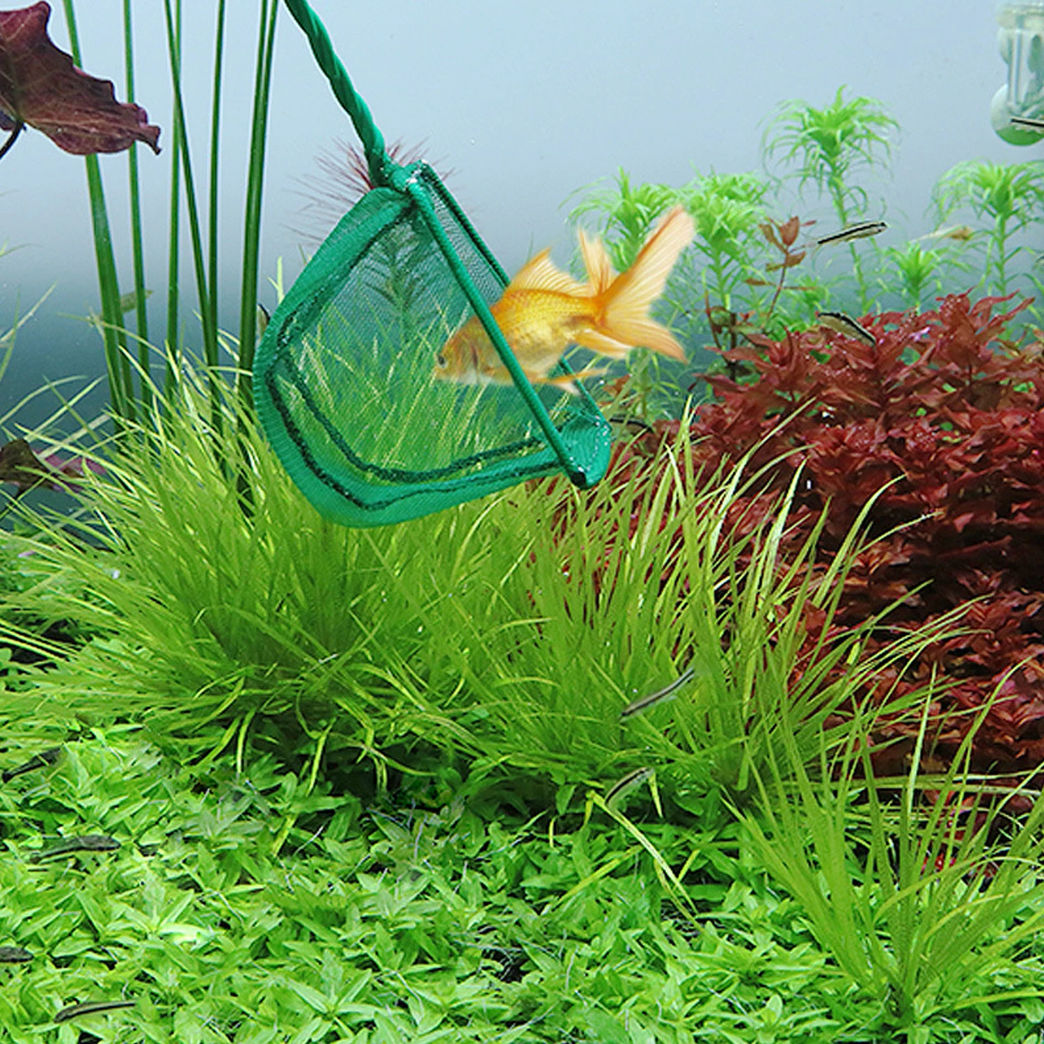 Red de recogida portátil para acuario, limpieza de agua - imagen 2