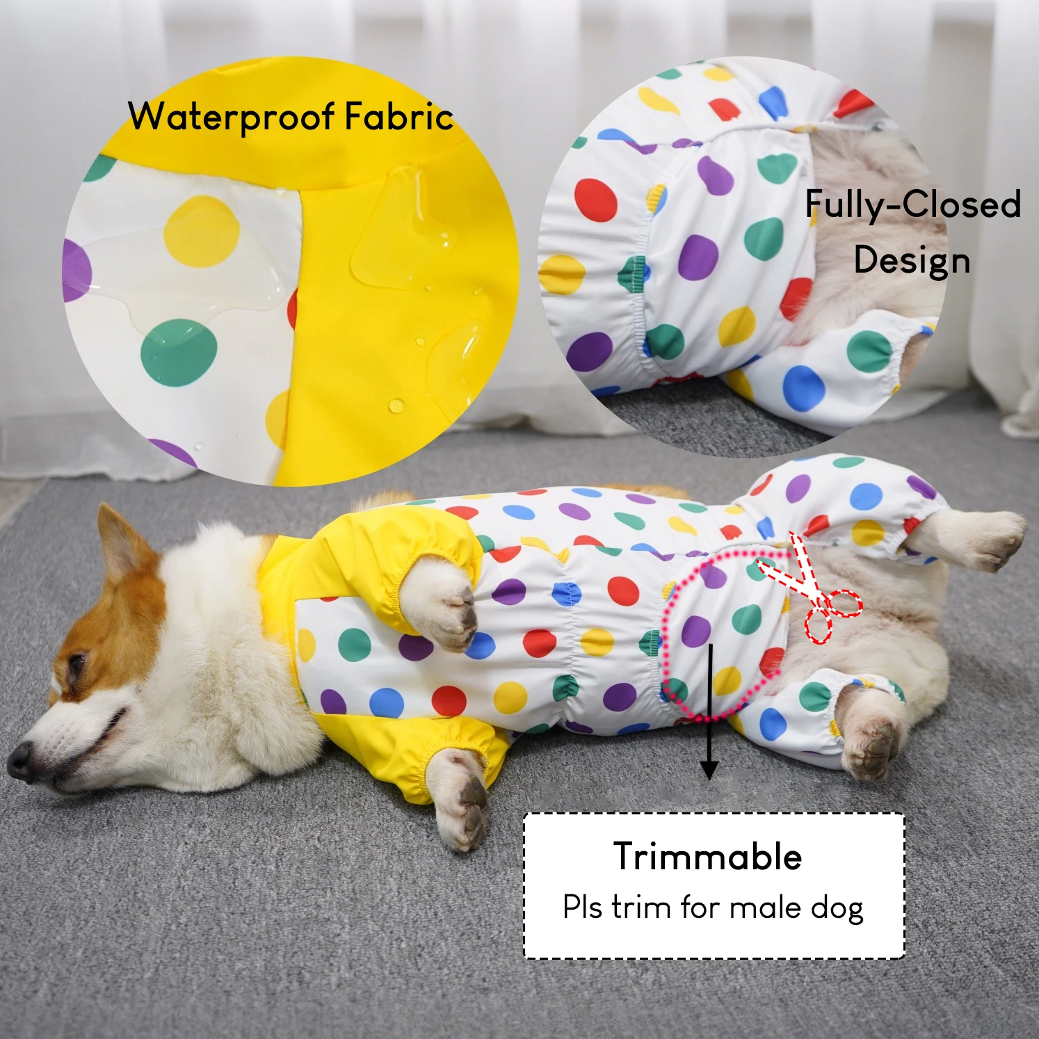 Pantalones para Corgi en uso durante un paseo al aire libre