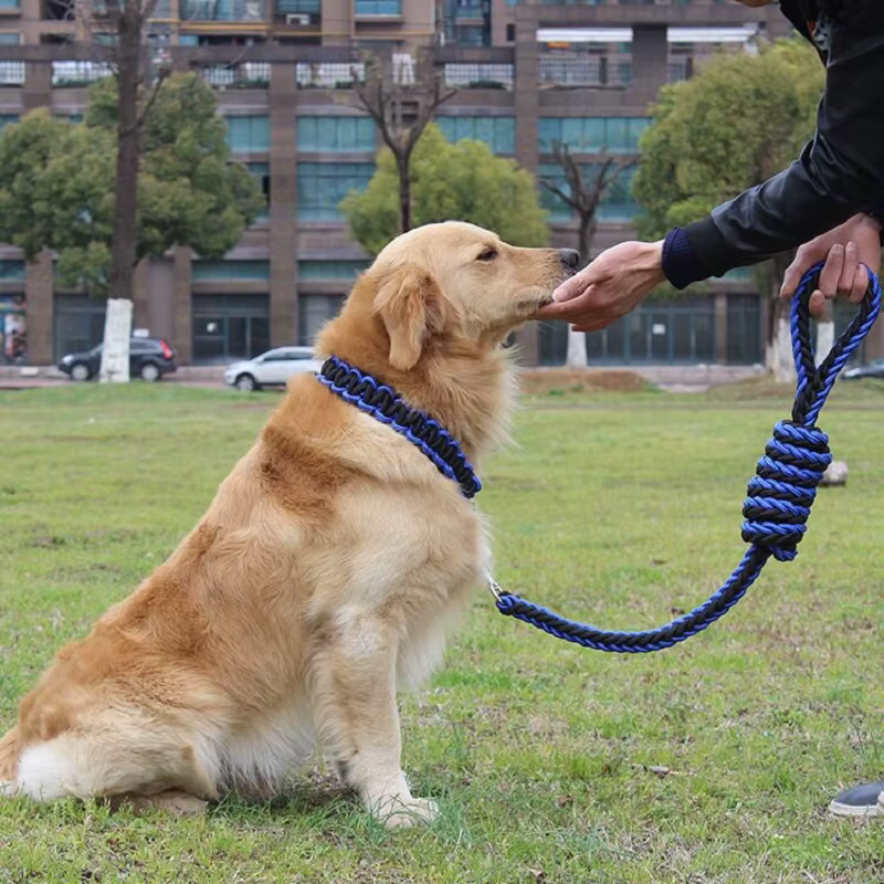 Set correa y collar trenzados para perros - imagen 3