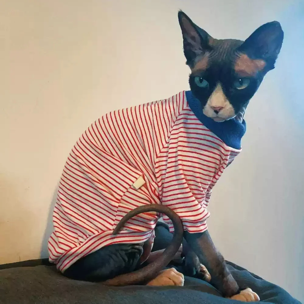 Camiseta a rayas azul‑naranja en gato Devon Rex