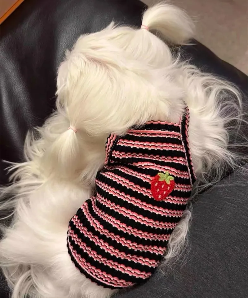 Ropa de verano para perros