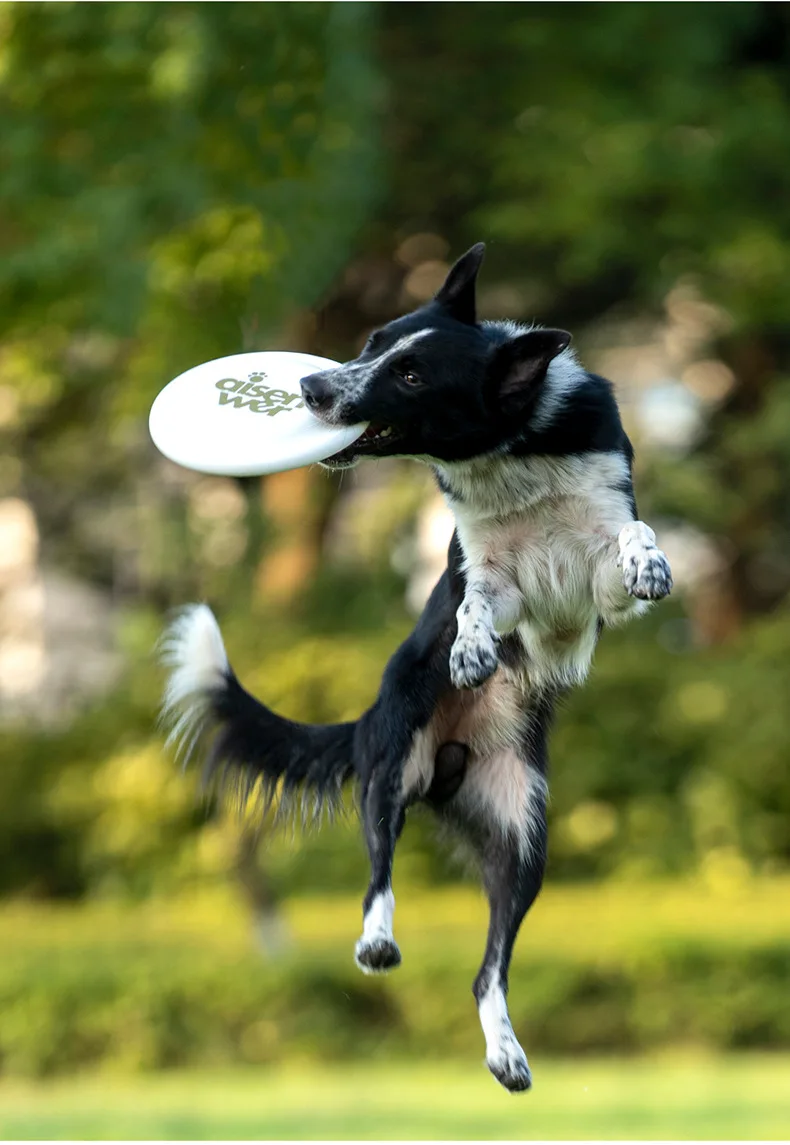 Perro jugando con el disco