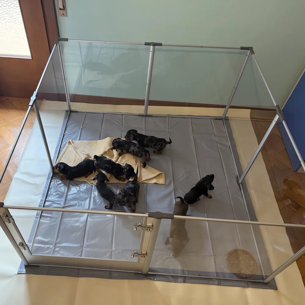 Corral de acrílico para perros transparente con jaula de ejercicio - imagen 5