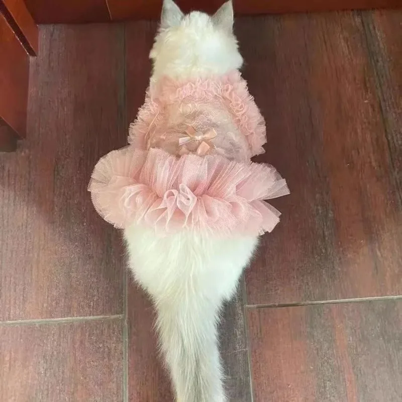 Mascota con vestido en sesión fotográfica