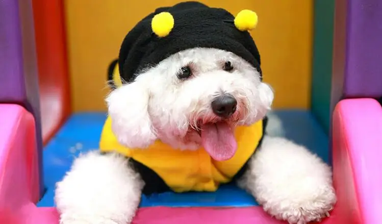 Perro pequeño con disfraz de abeja amarillo