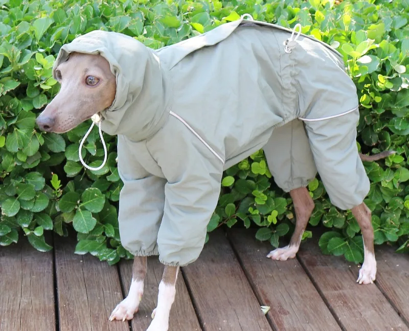 Abrigo para whippet en paseo al aire libre