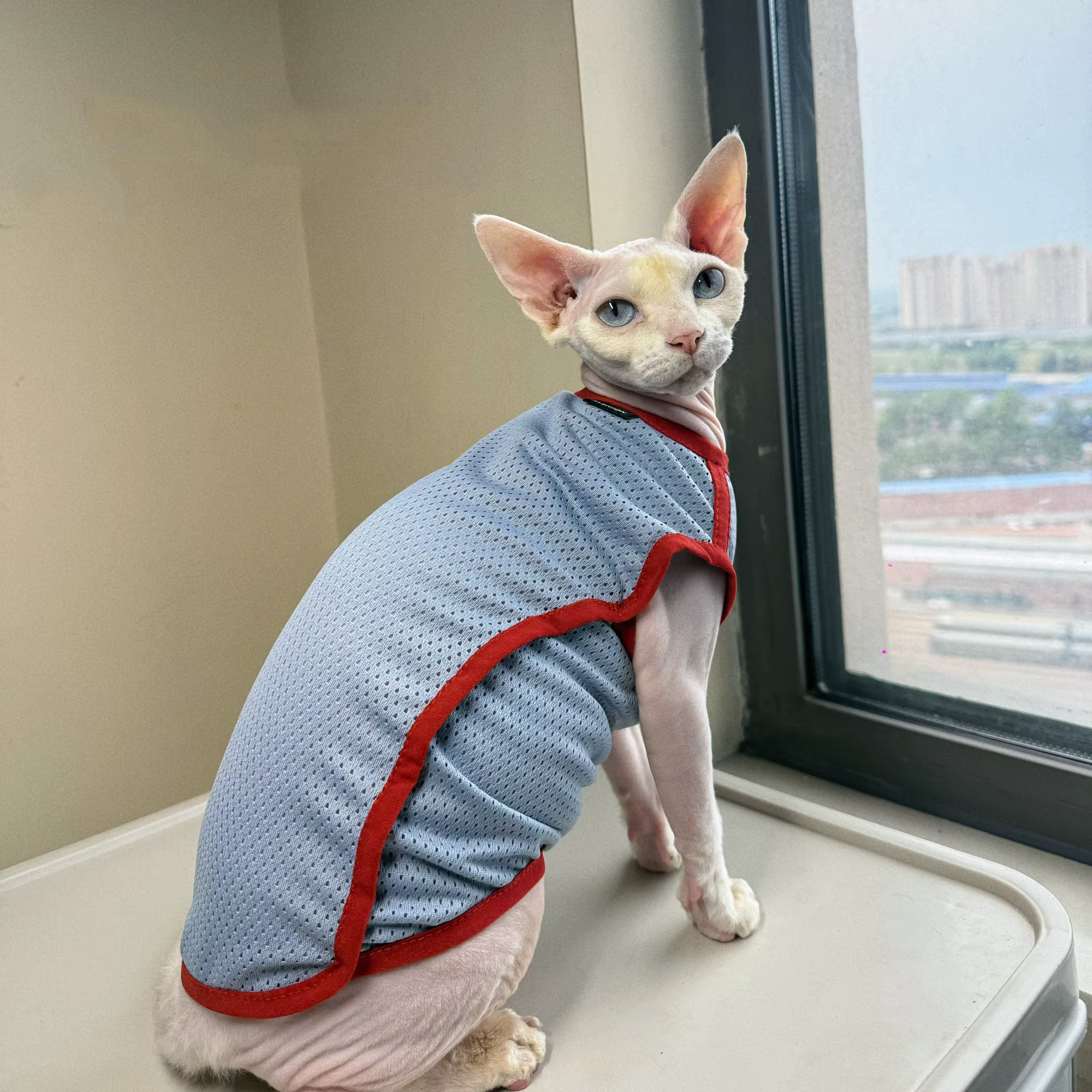 Chaleco de protección solar para gatos Sphynx – Transpirable y fresco - imagen 2