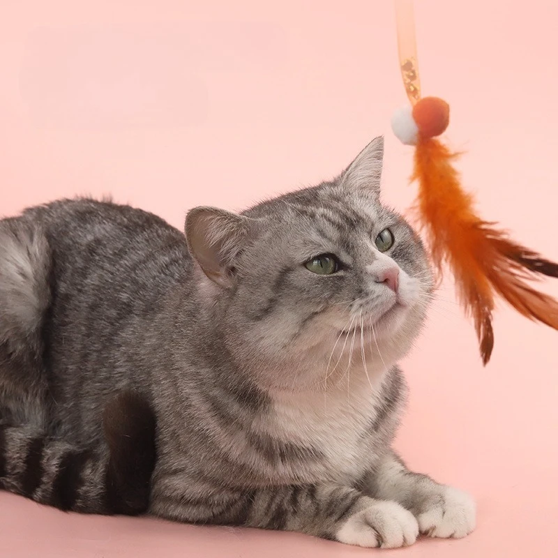Gato jugando con plumas y red