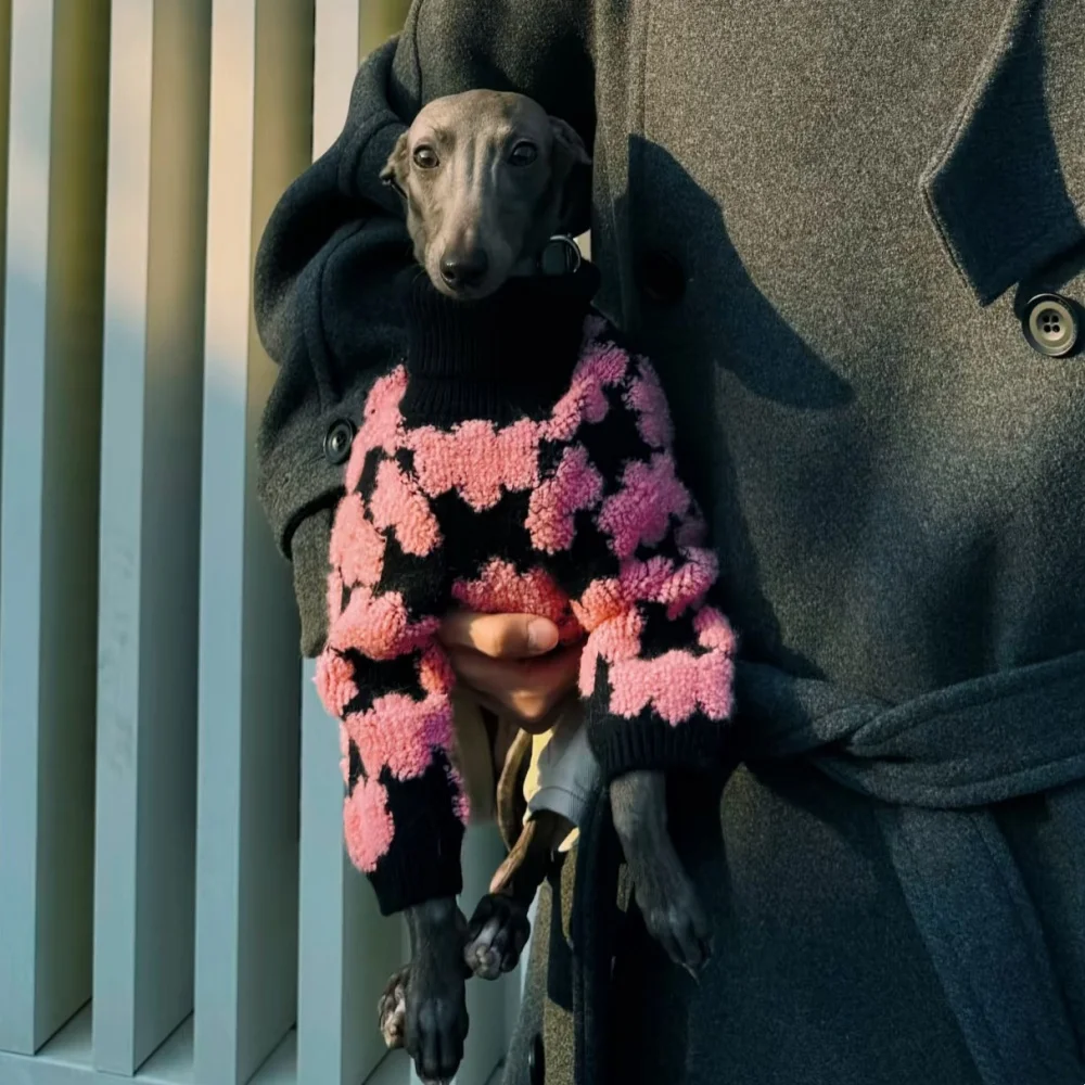 Perra protegida con el suéter floral en el exterior