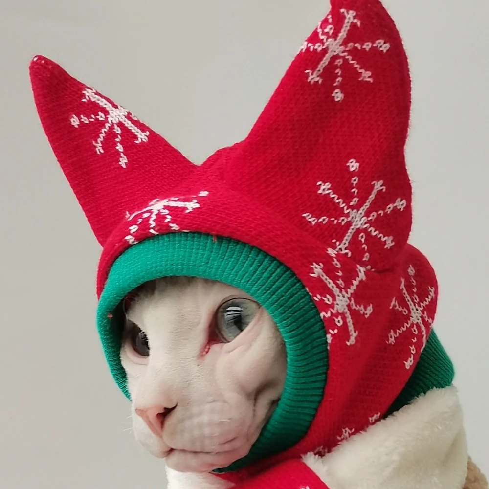 Gatito modelo en suéter rojo