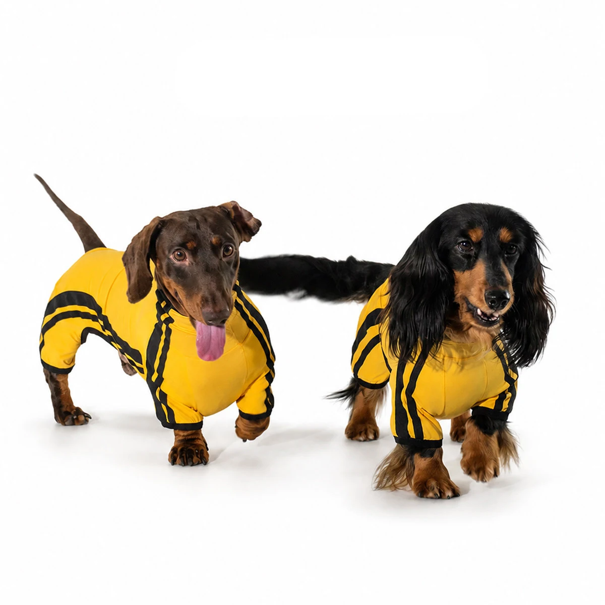 Traje anti-insectos de verano transpirable para perros Dachshund - imagen 4