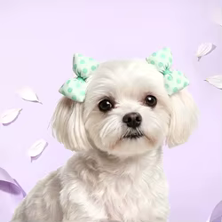 Accesorio de peluquería: lazos ajustables para perros y gatos