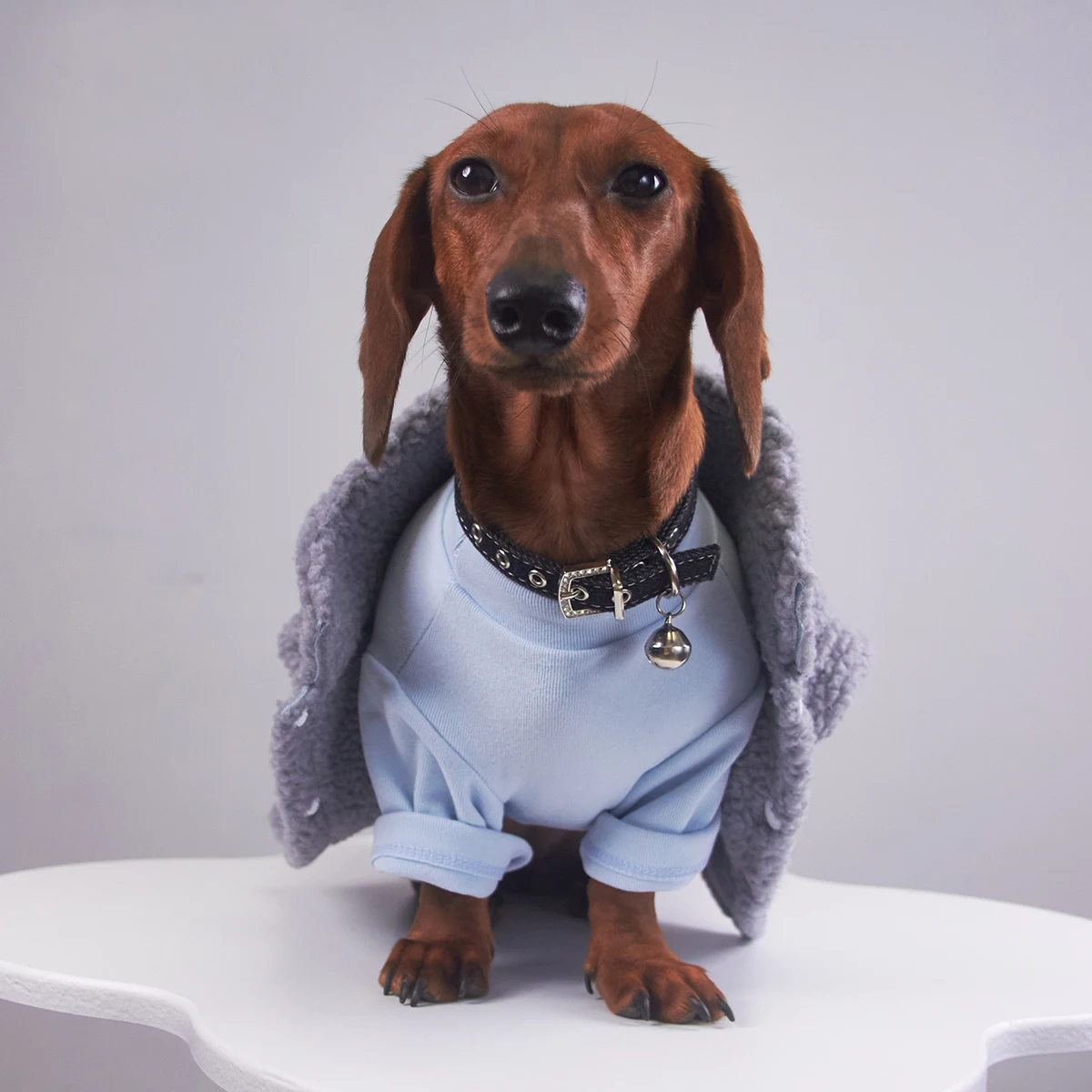 Guía de medición del pecho en un perro de tejón