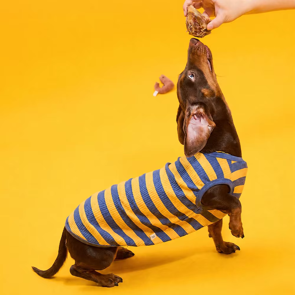 Camiseta a rayas de algodón para perro salchicha, chaleco - imagen 3