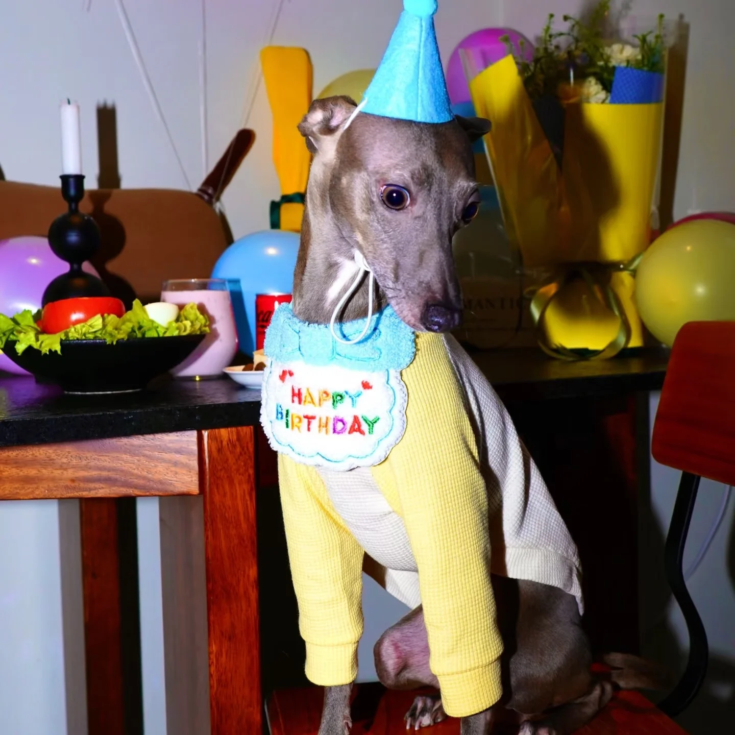 Perro con abrigo morado
