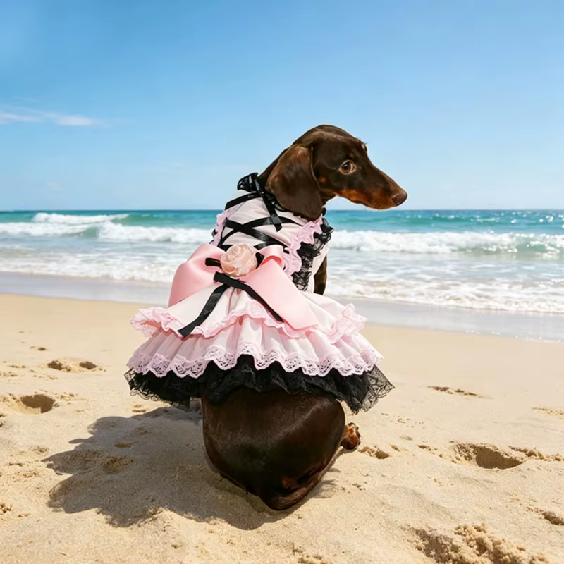Vestido en perro salchicha modelo
