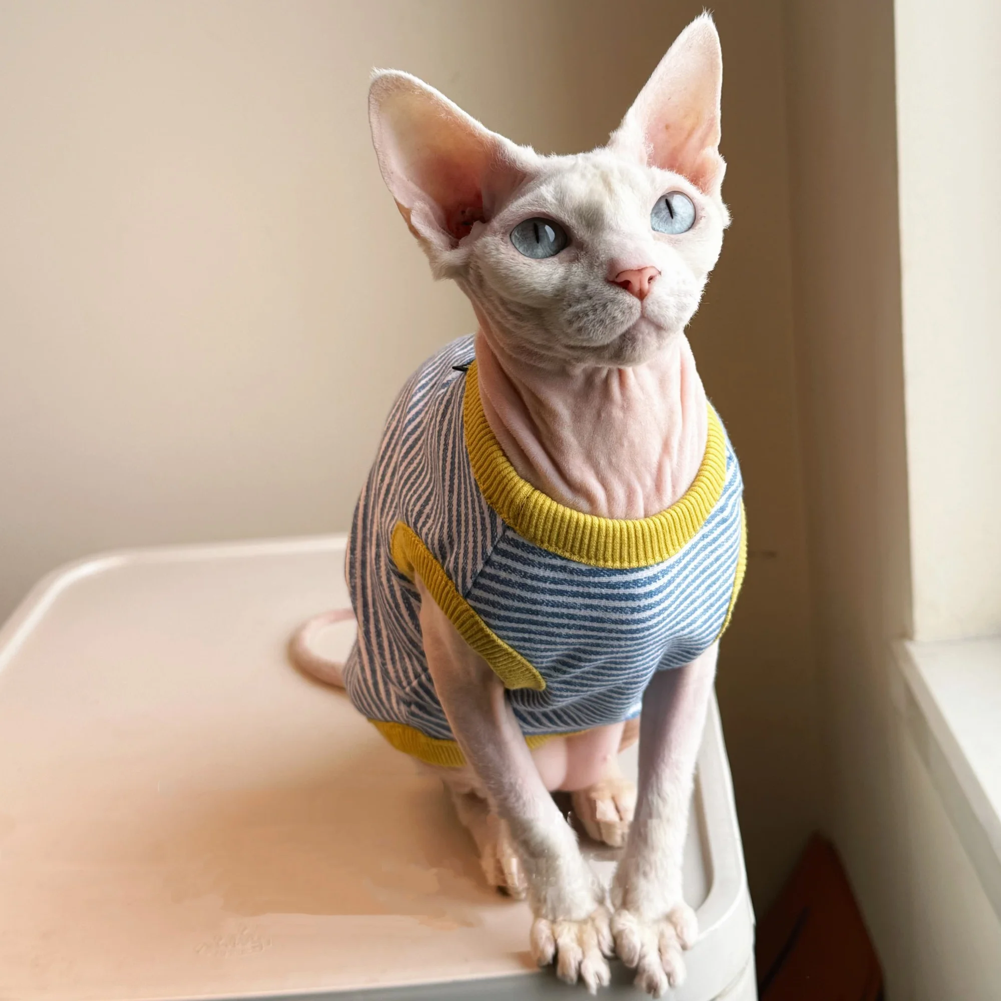 Chaleco elástico para gatos Devon Rex