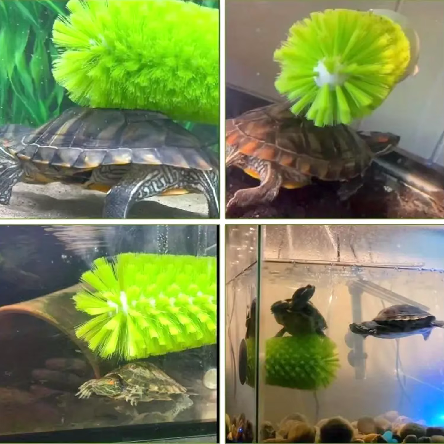 Cepillo Exfoliante para Tortugas y Anfibios con Ventosa - imagen 2
