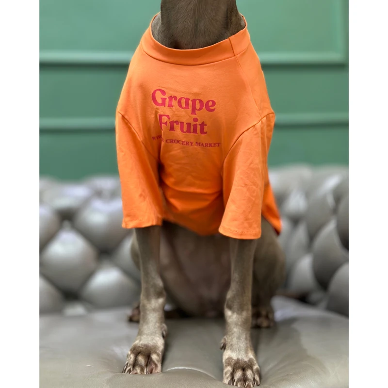 Perro con camiseta en color azul claro