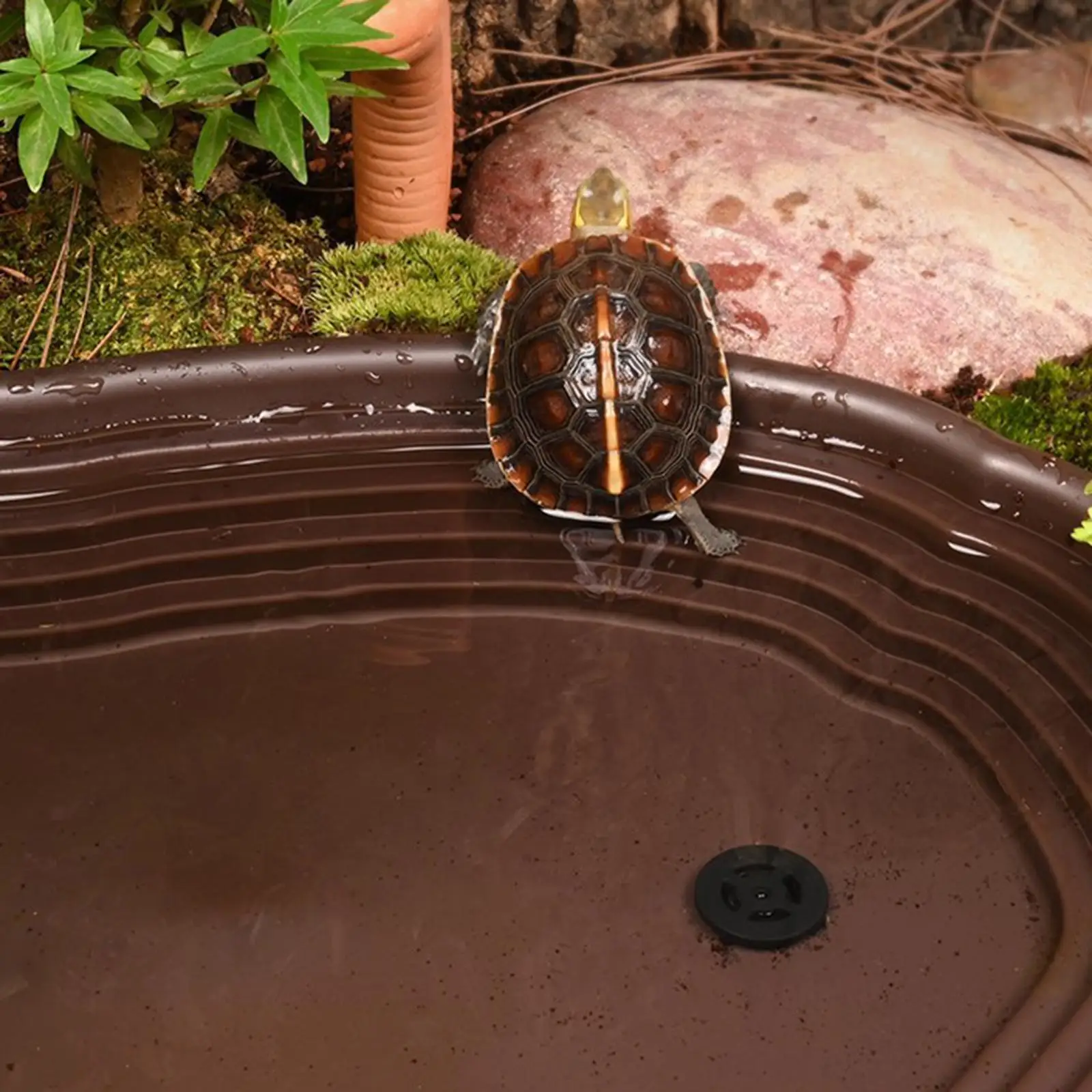 Plato multiusos para reptiles