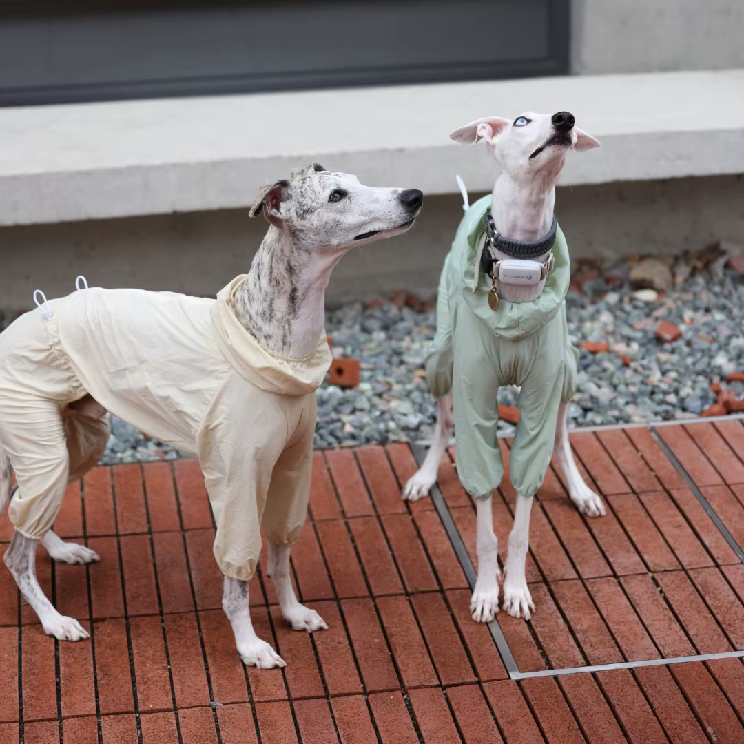 Camiseta solar UPF50 para Galgo Italiano y Whippet – Ligera y transpirable - imagen 5