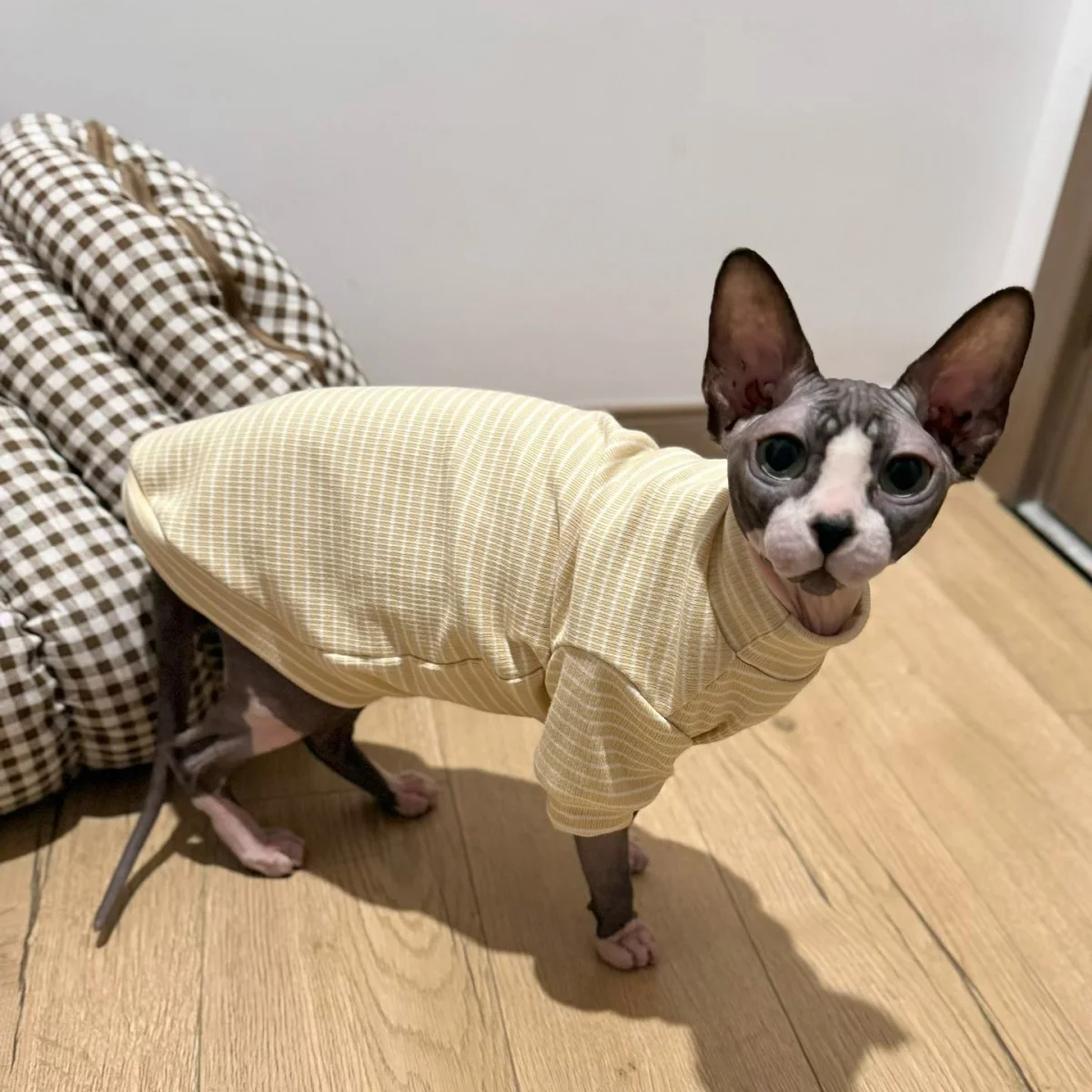 Pajiamas para gato Sphynx