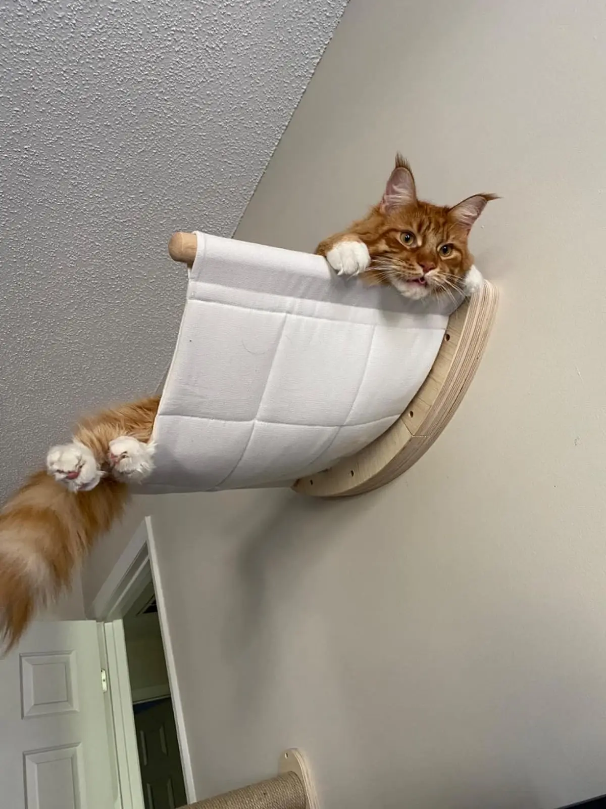 Cat comfortably perched