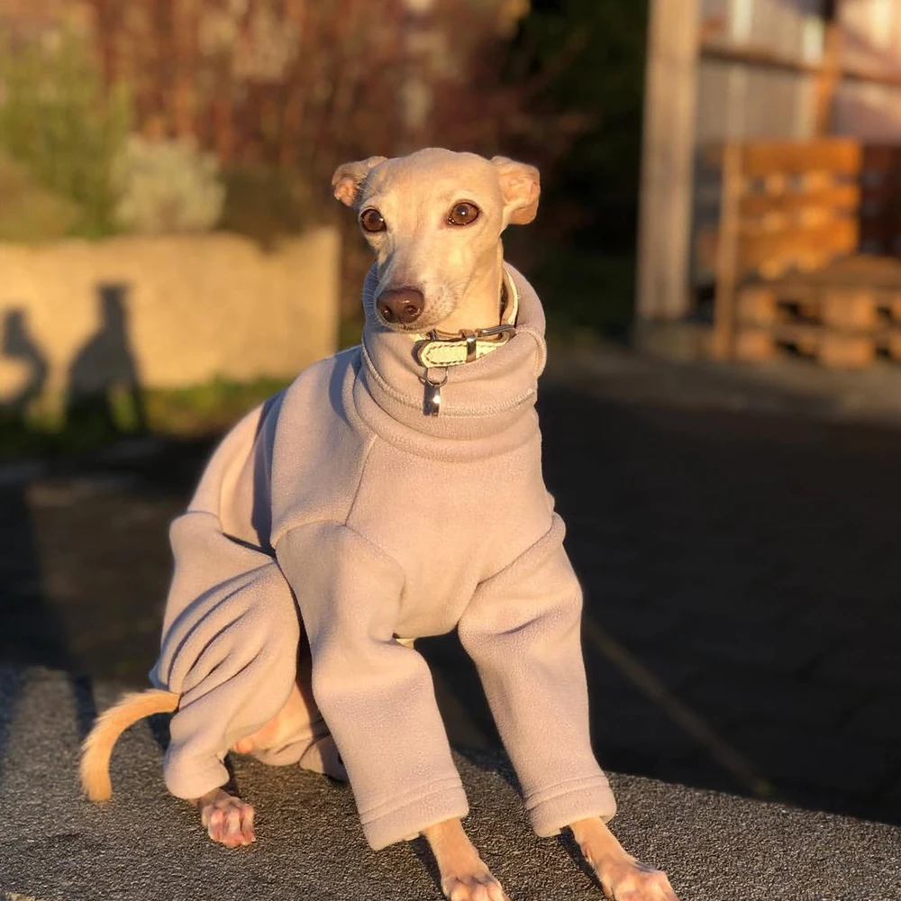 Whippet con abrigo en campo
