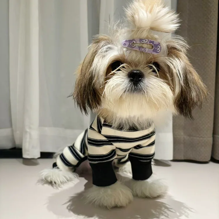 Perro wearing the jumpsuit in a indoor setting, front view