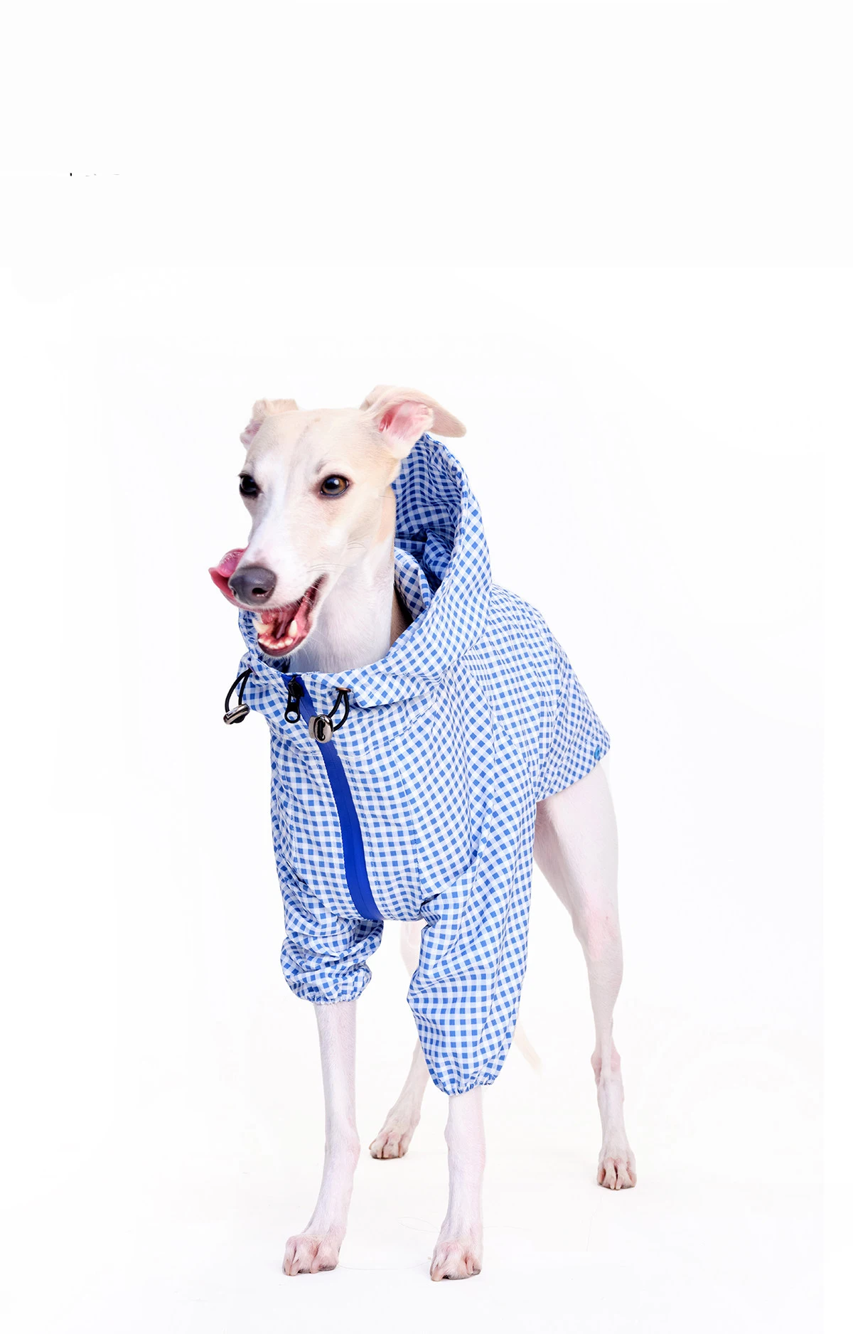Chaqueta para galgo italiano vista lateral