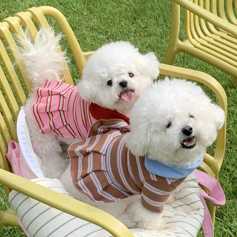 Perro con vestido de verano disfrutando exterior