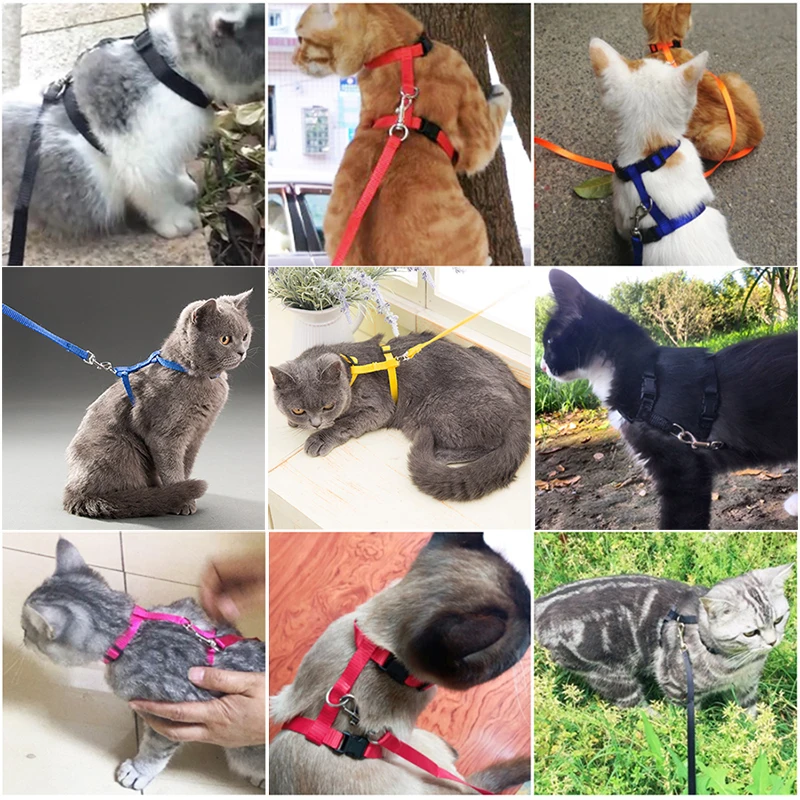 Mascota disfrutando del paseo con el arnés