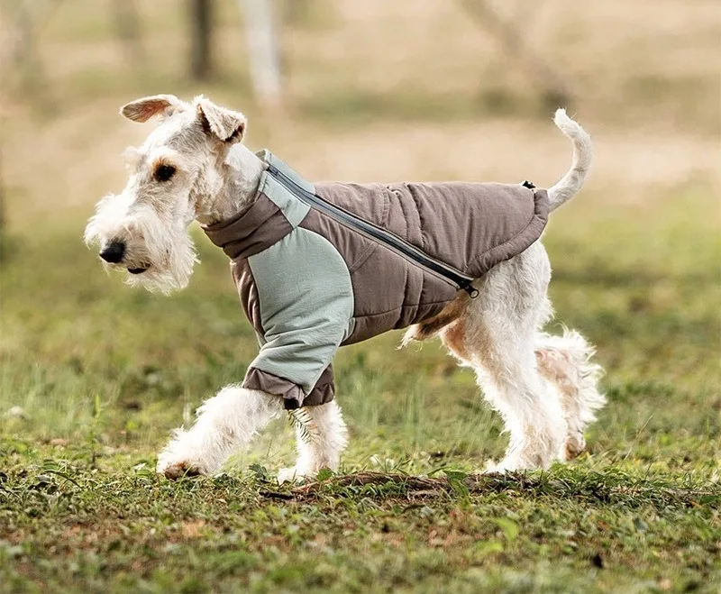 Perro modelo usando la chaqueta en tono gris