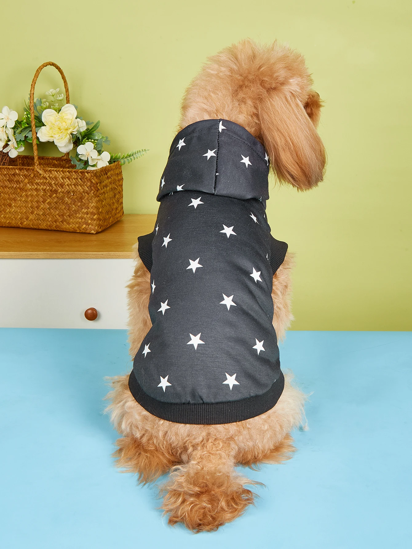 Perro pequeño con sudadera de estrellas disfrutando del exterior