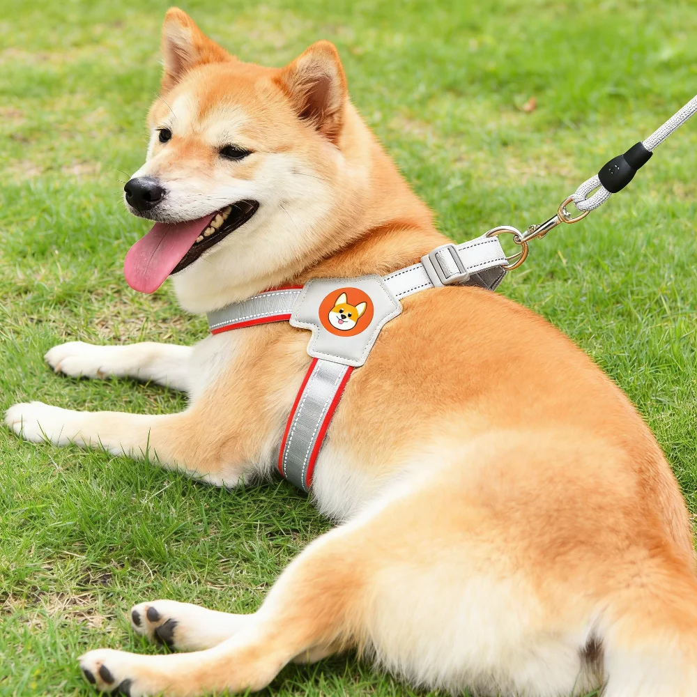 Perro con el arnés puesto caminando