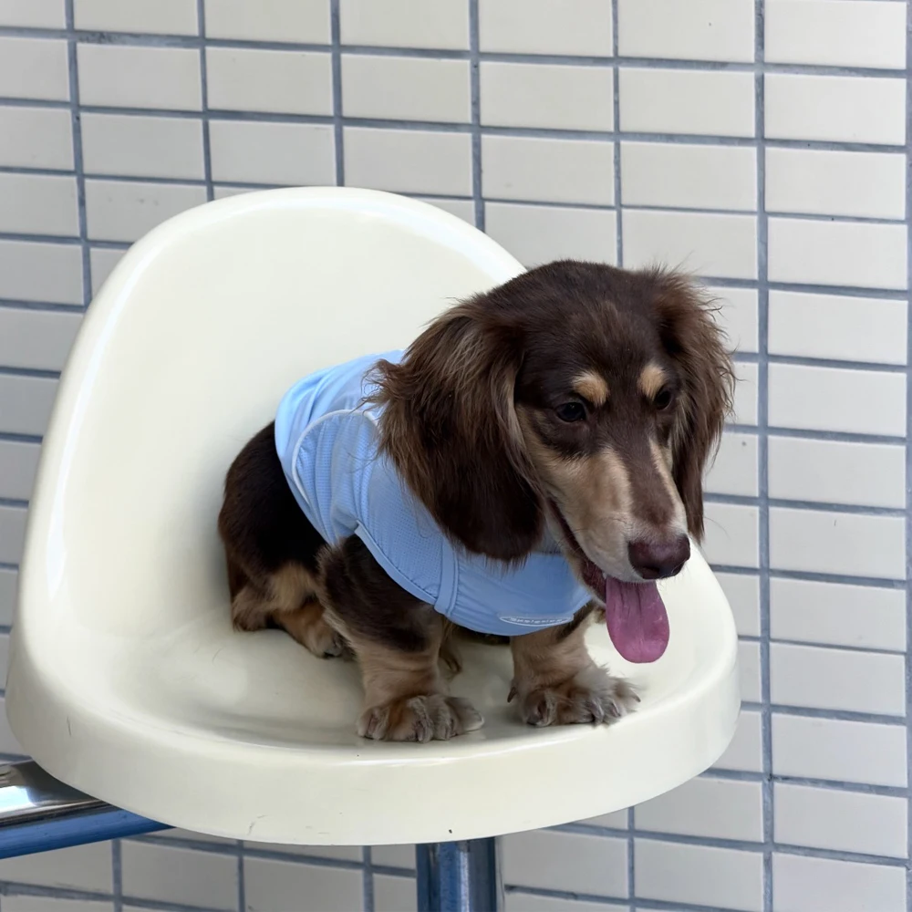 Chaleco transpirable para perros salchicha, suave y fresco - imagen 4