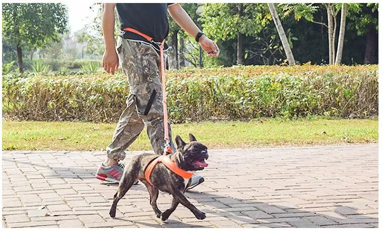 Caminata con dos perros