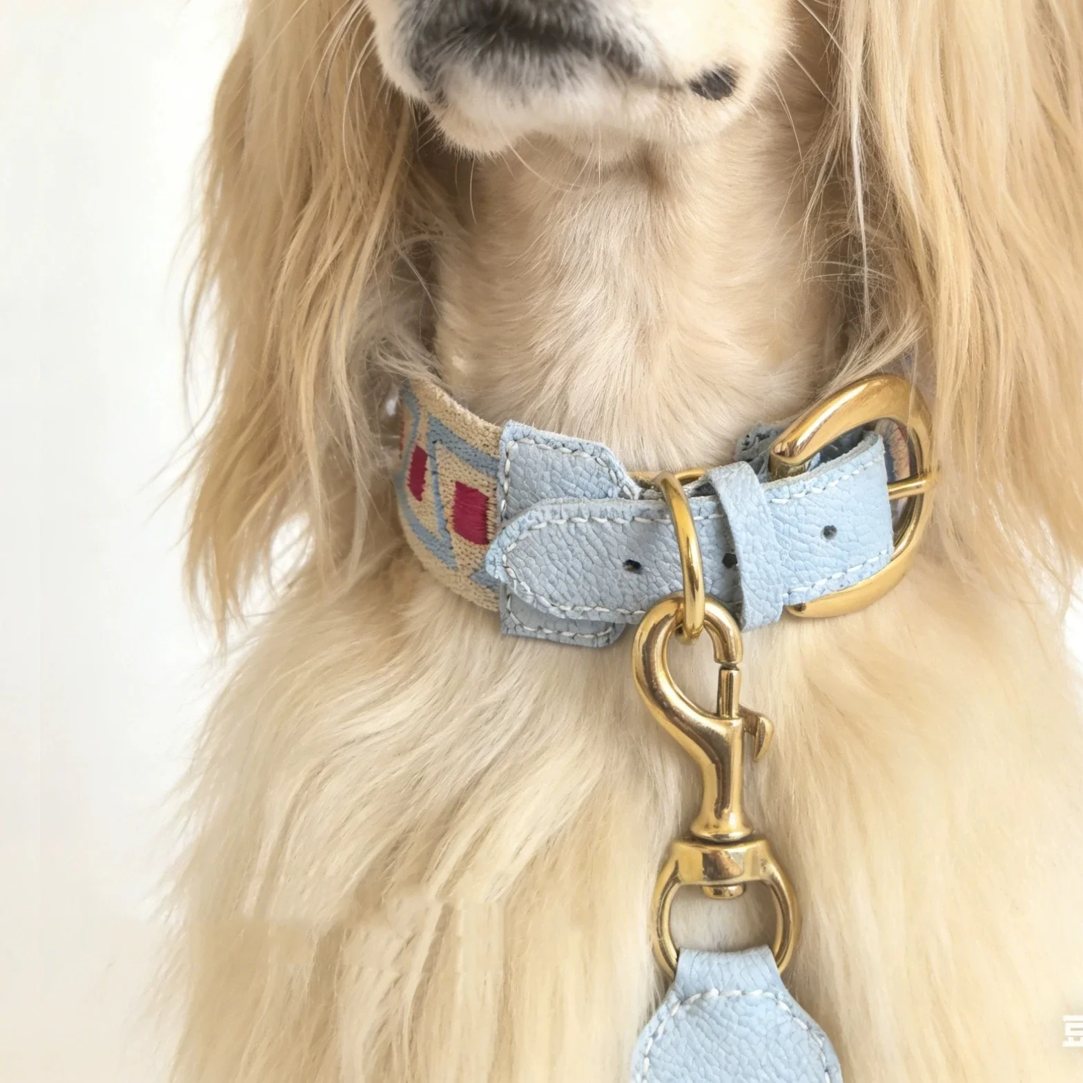 Collar en uso con perro