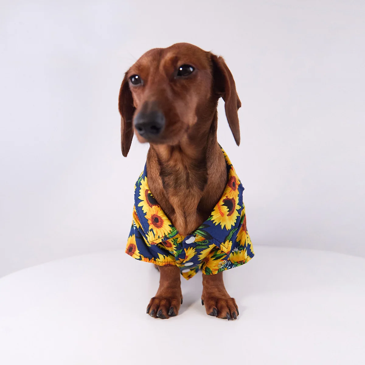 Pijama suave de primavera para perro dachshund