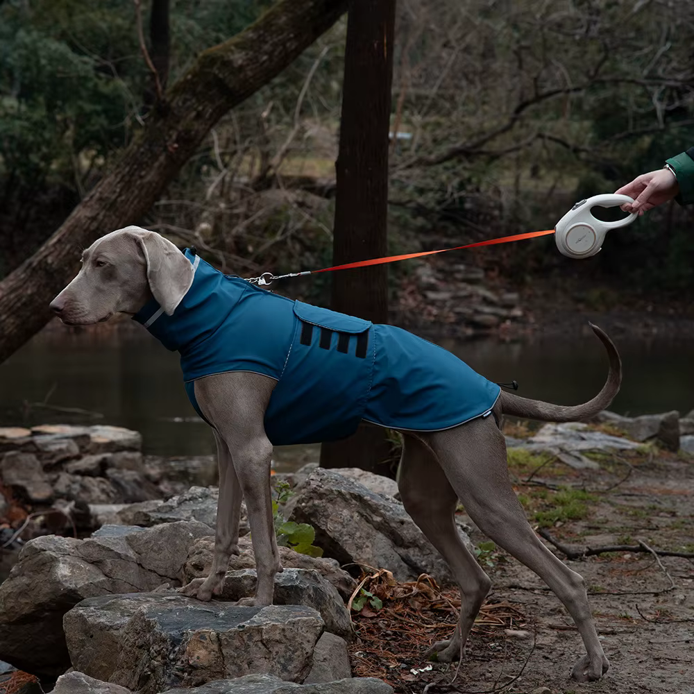 Perro usando el chubasquero en entorno urbano lluvioso
