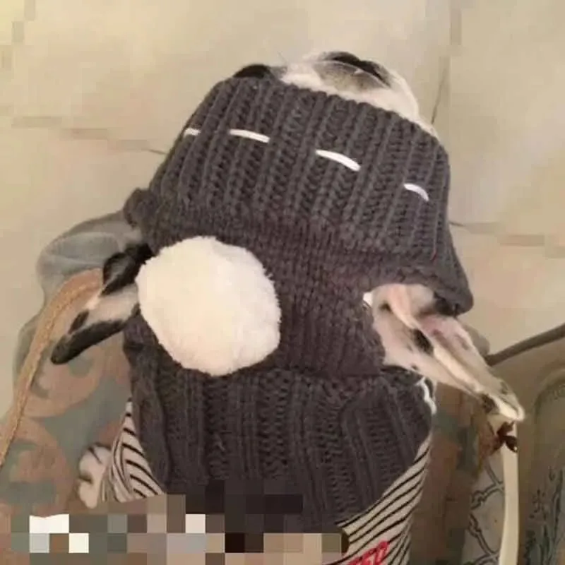 Perro con gorro Navideño rojo