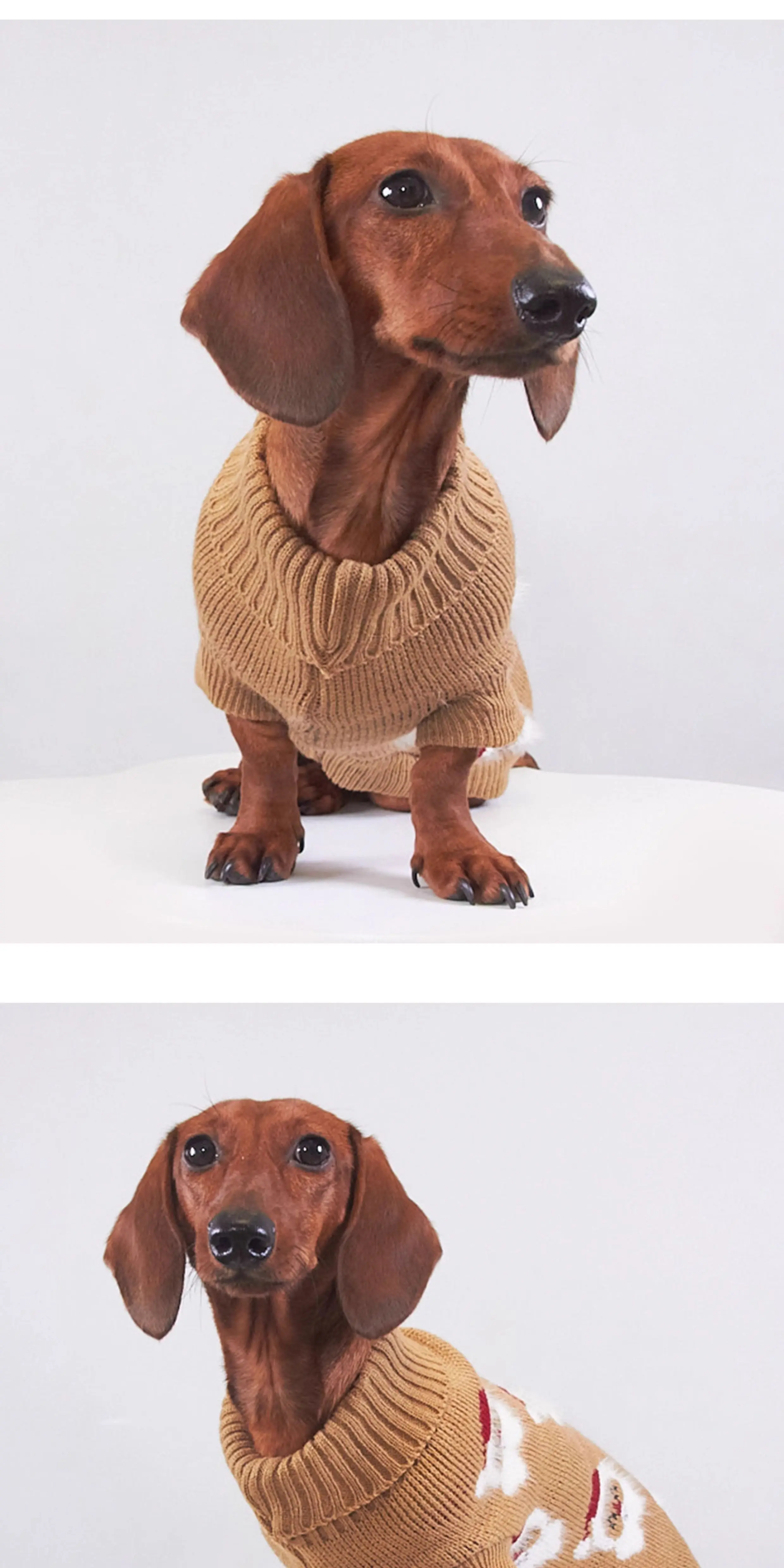 Sesión festiva con perro usando el abrigo ABQP