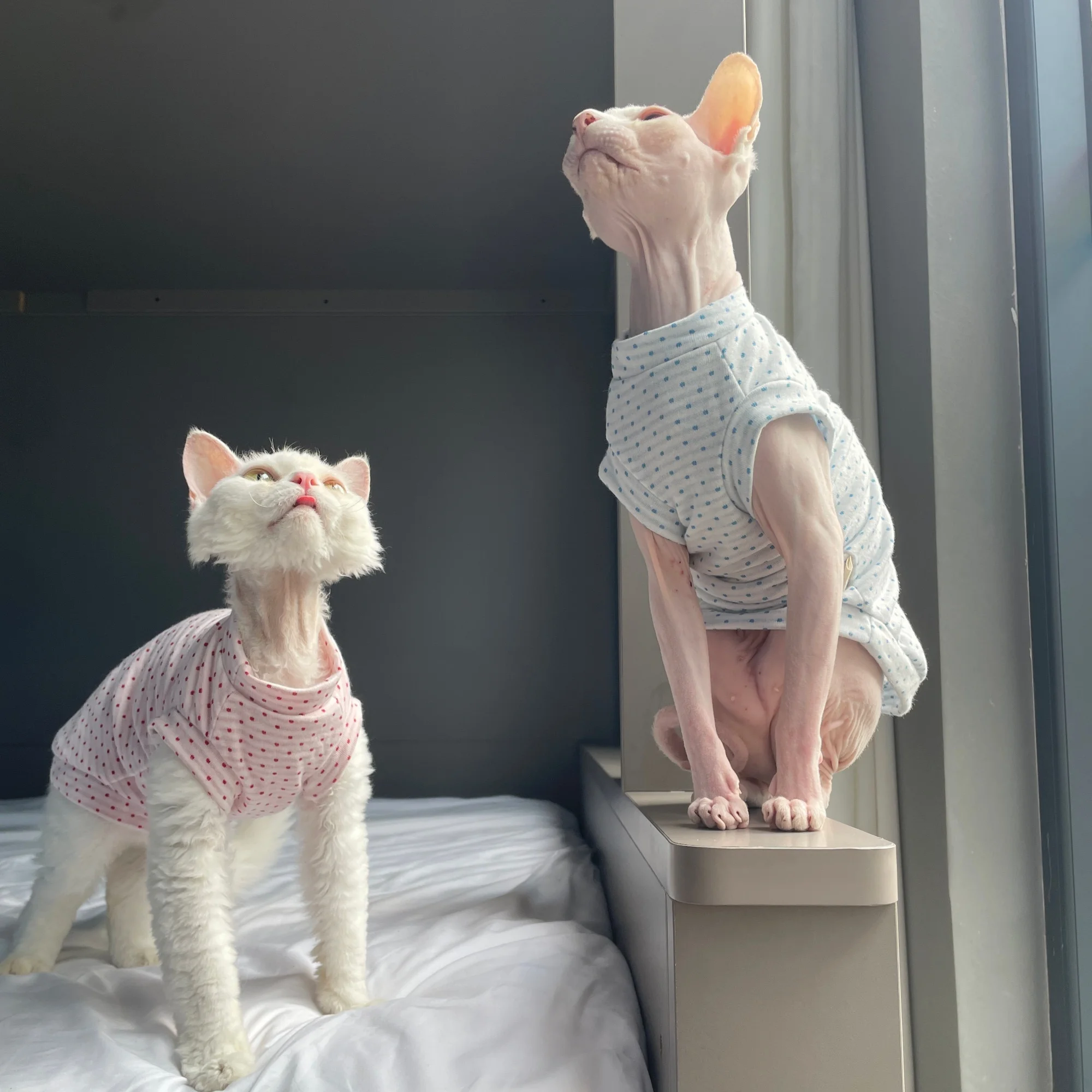 Chaleco verano transpirable con lunares para gatos Sphynx y Devon Rex - imagen 2