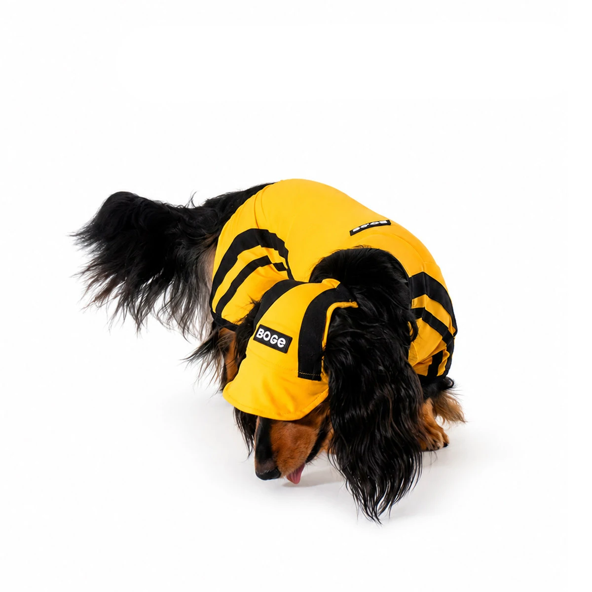 Traje anti-insectos de verano transpirable para perros Dachshund - imagen 2