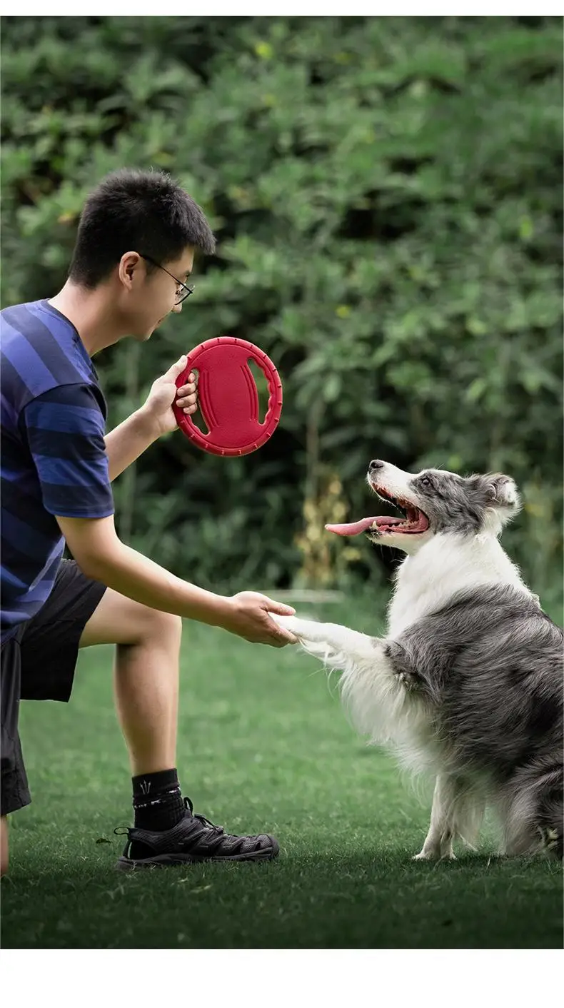 Perro jugando con disco volador