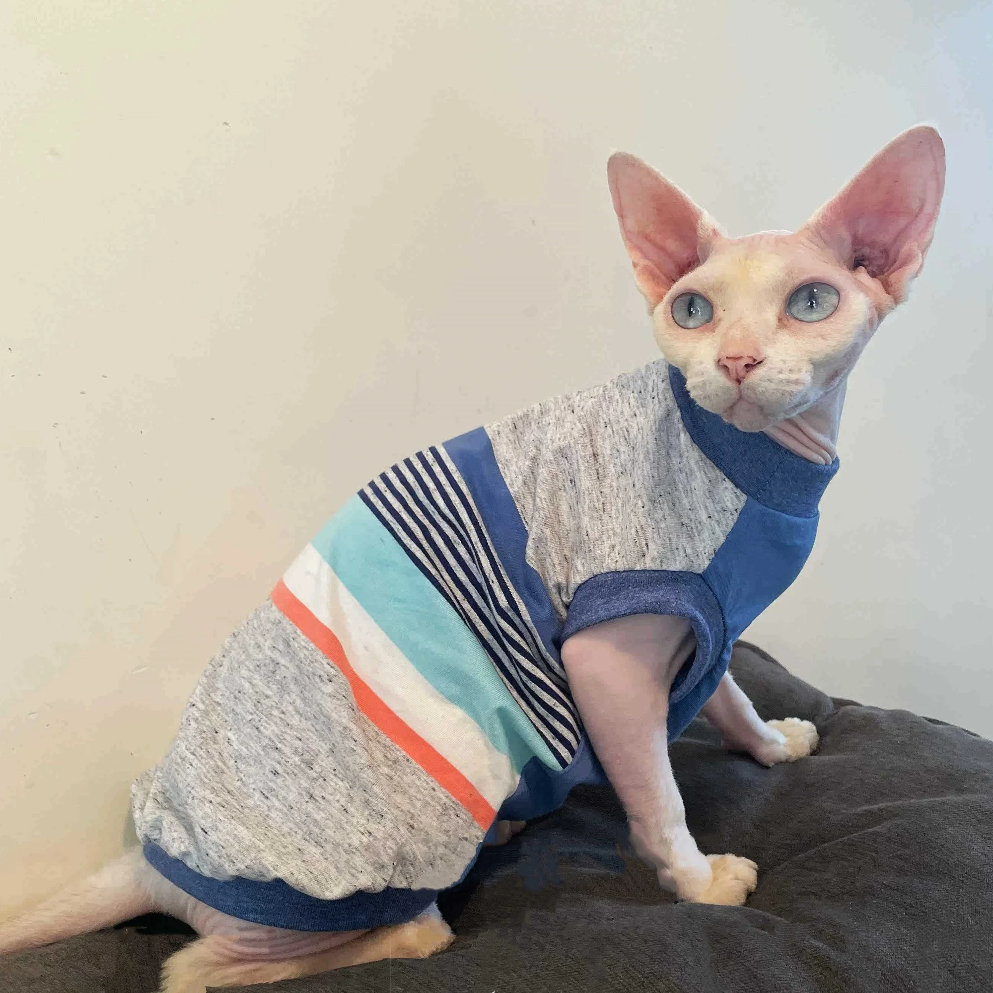 Gato sin pelo usando el chaleco