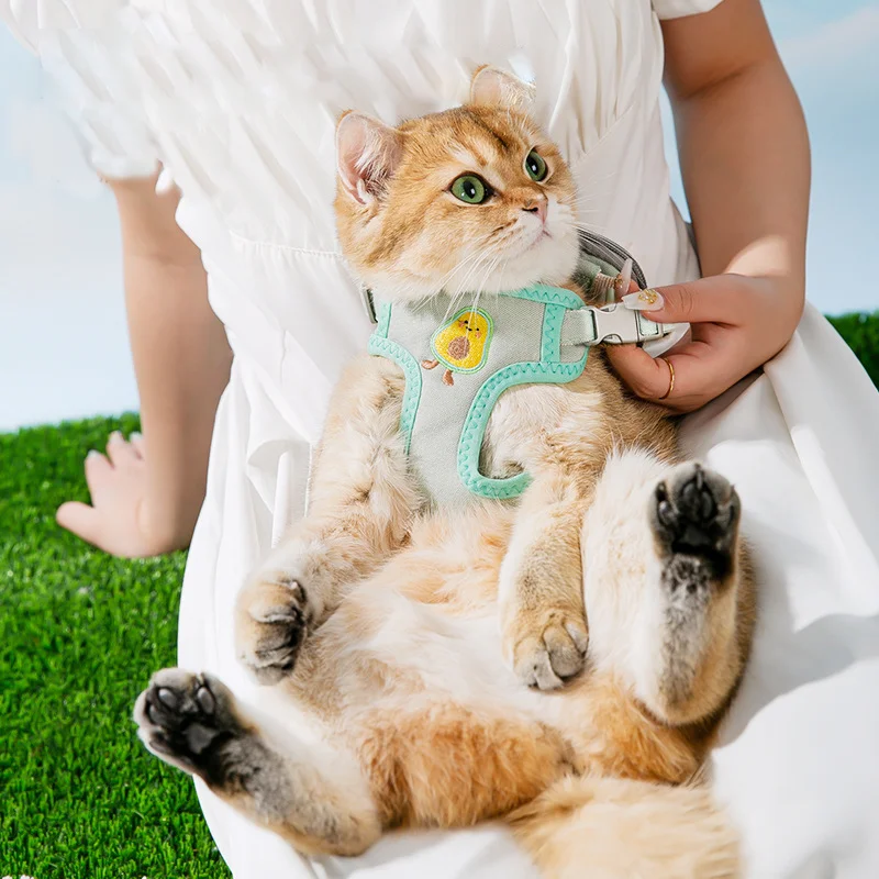Chaleco ajustado a un gato blanco