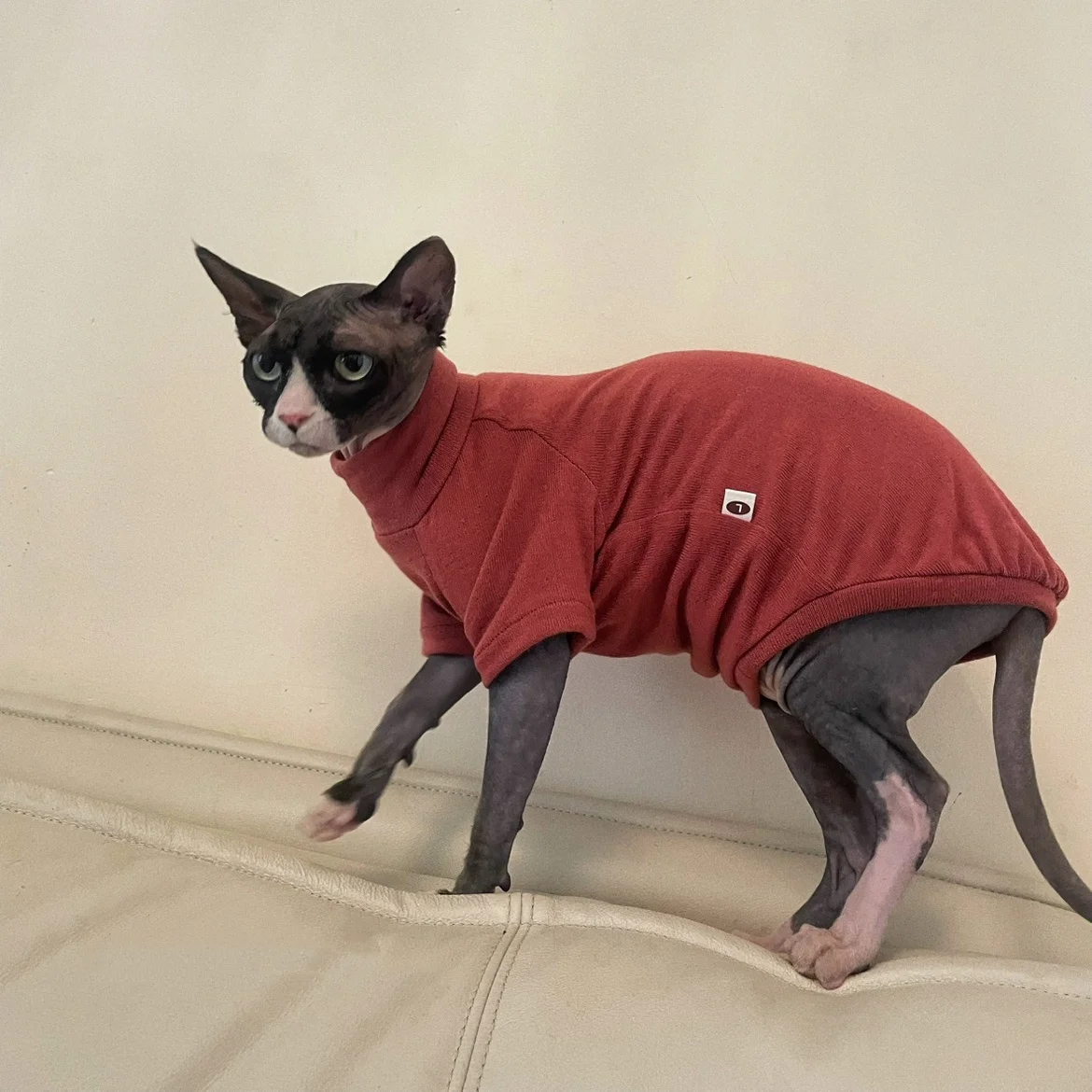 Gato Sphynx con abrigo color vino tinto