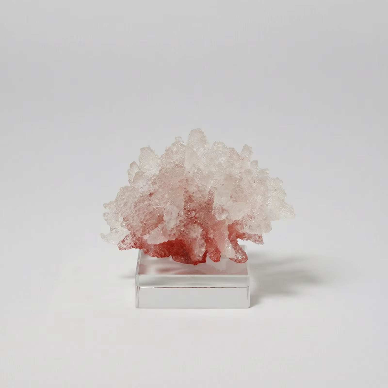 Escultura Coral Oceánica con Base Acrílico – Adorno Decorativo para Hogar